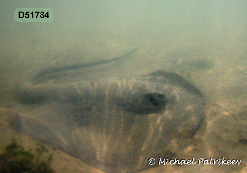 Caribbean Whiptail Stingray (Styracura schmardae)